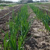 Cultivo ecológico en el Camp d'Elx Cultivo ecológico en el Camp d'Elx