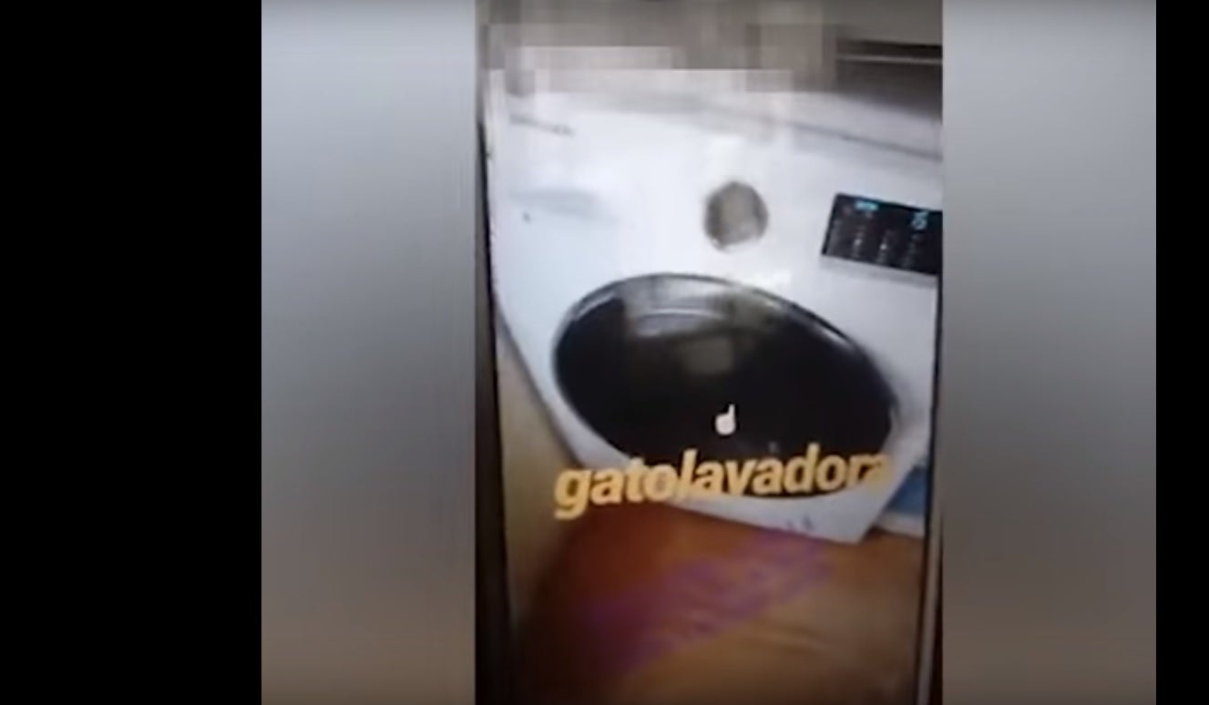 Detenida tras matar a un gato en la lavadora y colgar el vídeo en Internet Detenida tras matar a un gato en la lavadora y colgar el vídeo en Internet