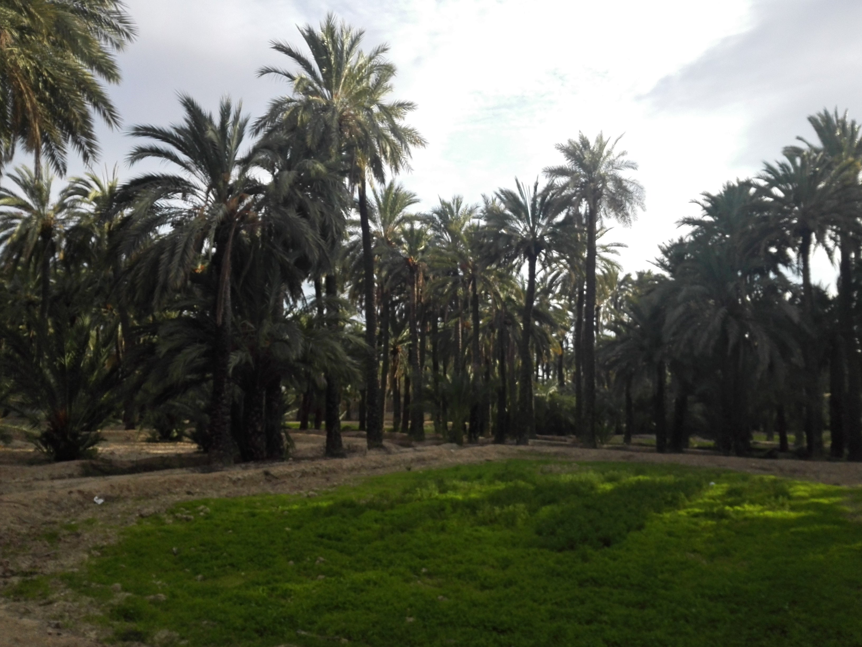 Las nubes y la calima siguen dejando cielo cubierto en Elche, Crevillent y Santa Pola Las nubes y la calima siguen dejando cielo cubierto en Elche, Crevillent y Santa Pola