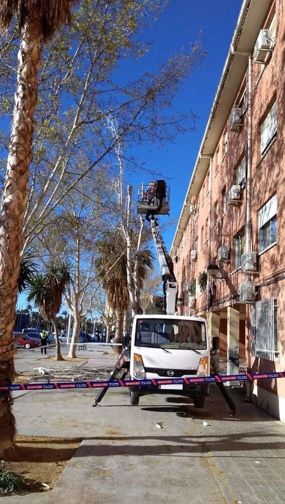 Trabajadores de Parque y Jardines del Ayuntamiento de Elche en la zona en la que se ha desprendido el árbol
