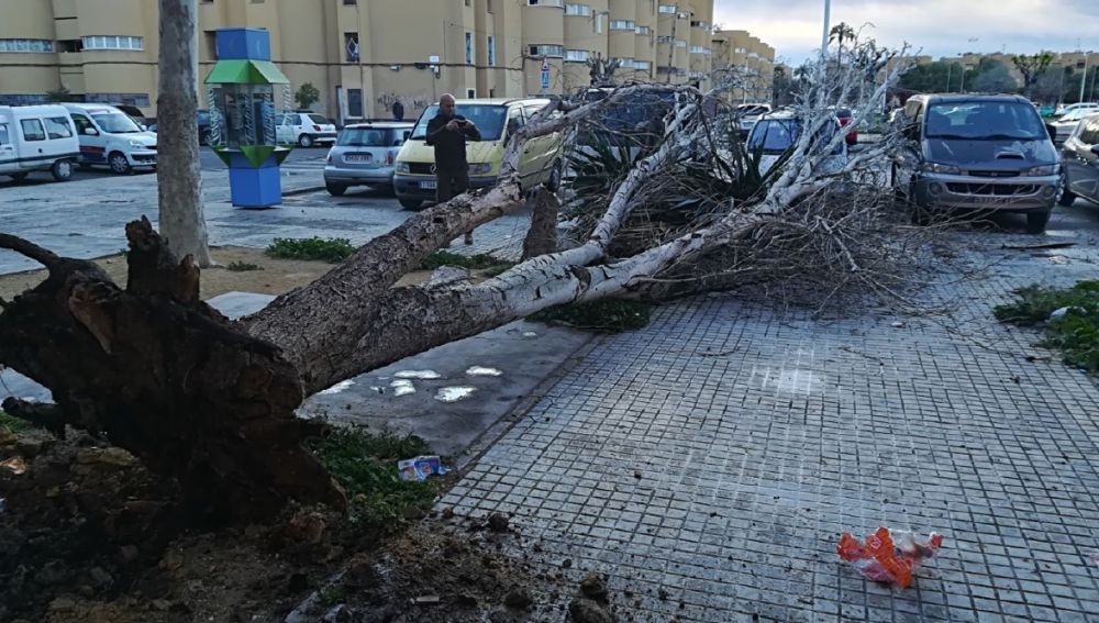 Árbol caído en el barrio de Los Palmerales de Elche