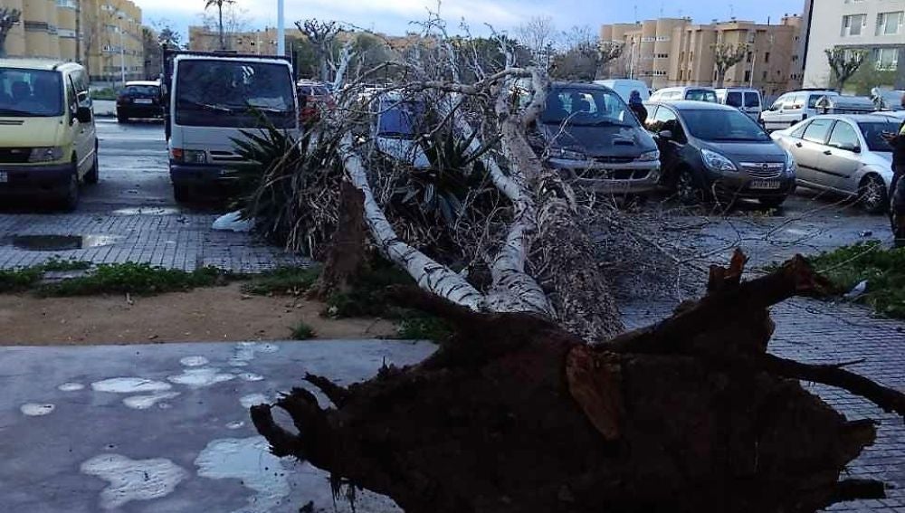 Árbol que se ha caído como consecuencia del viento en el barrio Los Palmerales de Elche