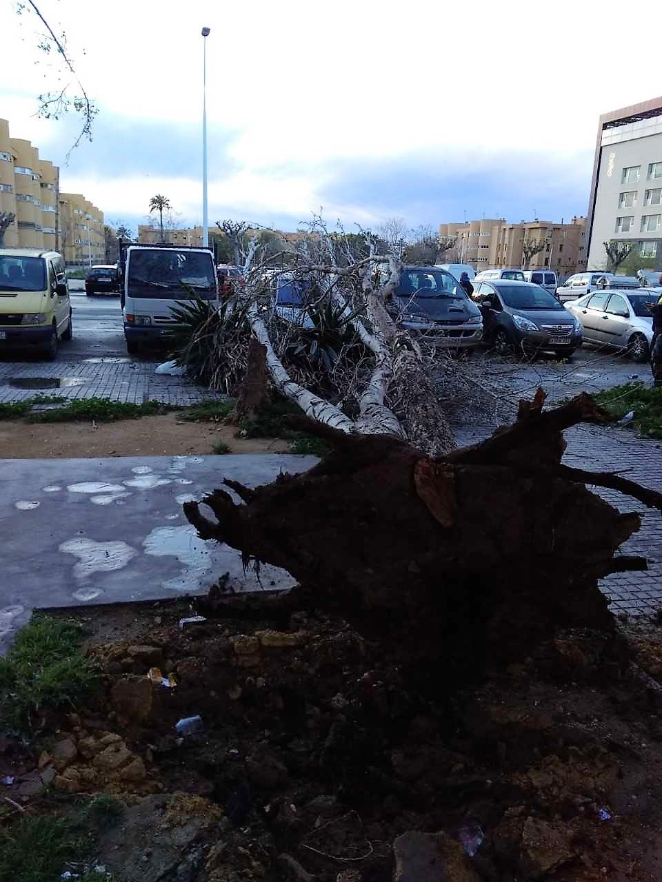 El viento tumba en Elche un árbol en el barrio Los Palmerales y una palmera en La Marina El viento tumba en Elche un árbol en el barrio Los Palmerales y una palmera en La Marina