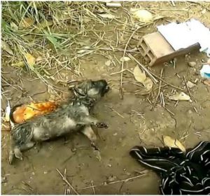 Un ciclista salva a un cachorro en Vietnam Un ciclista salva a un cachorro en Vietnam