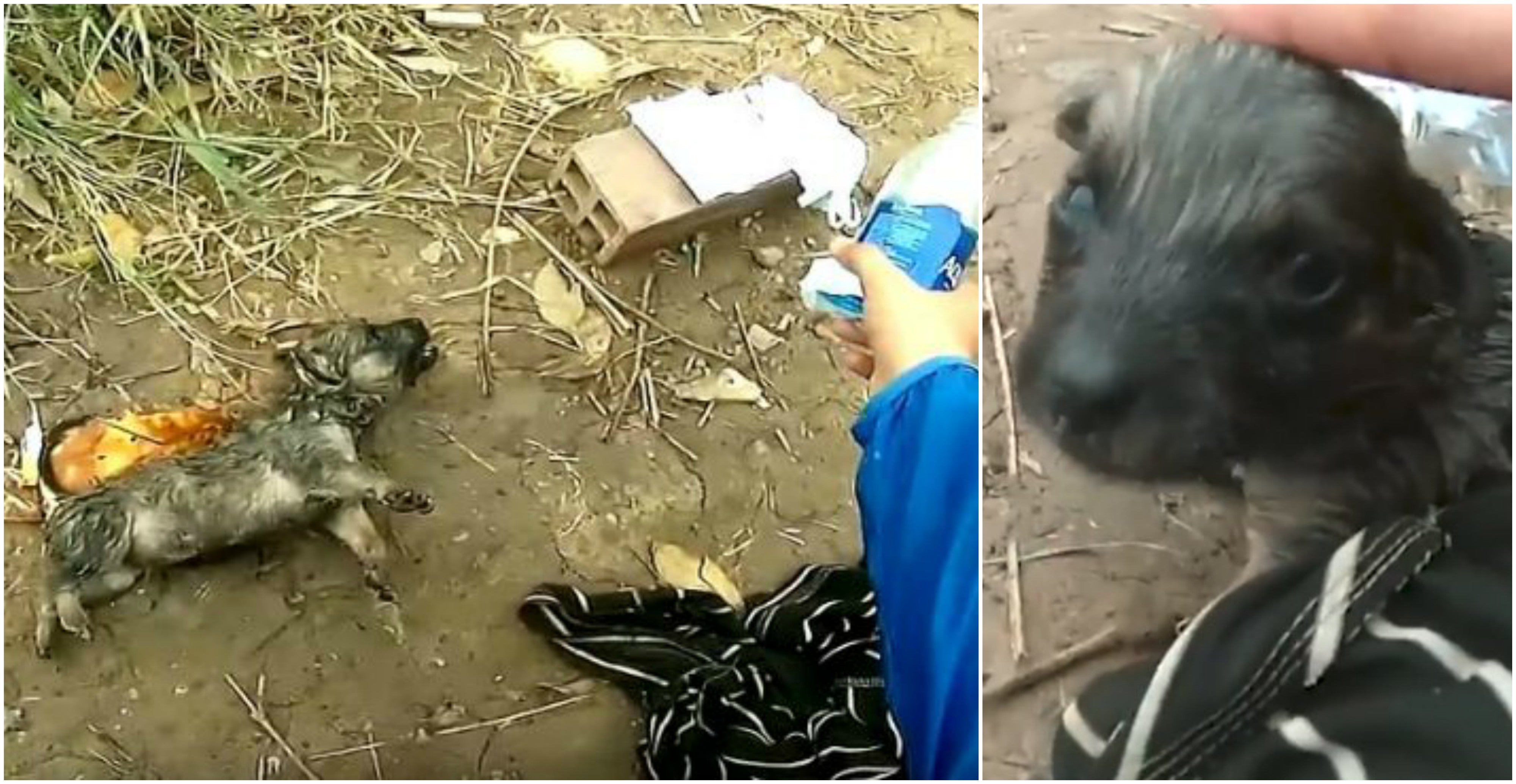 Un ciclista reanima a un cachorro ahogado: le salva gracias a una técnica con una botella de plástico Un ciclista reanima a un cachorro ahogado: le salva gracias a una técnica con una botella de plástico