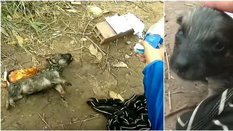 Un ciclista salva a un cachorro en Vietnam Un ciclista salva a un cachorro en Vietnam