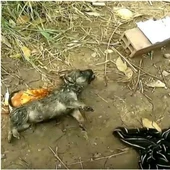 Un ciclista salva a un cachorro en Vietnam Un ciclista salva a un cachorro en Vietnam