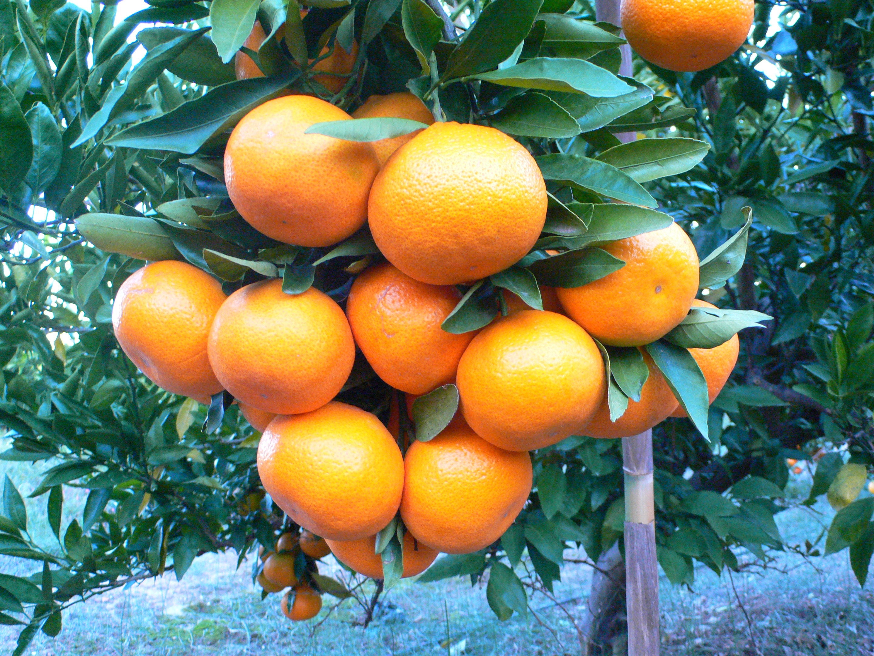 Las importaciones de cítricos de Sudáfrica condicionan el arranque de la campaña citrícola Las importaciones de cítricos de Sudáfrica condicionan el arranque de la campaña citrícola