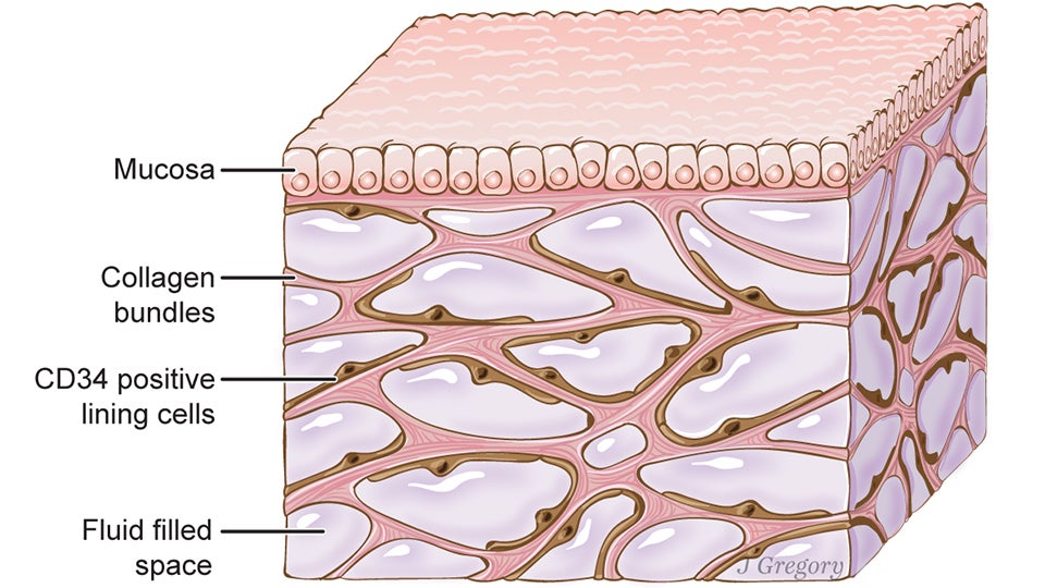 La Brújula de la Ciencia: El intersticio, la nueva estructura del cuerpo humano episode artwork