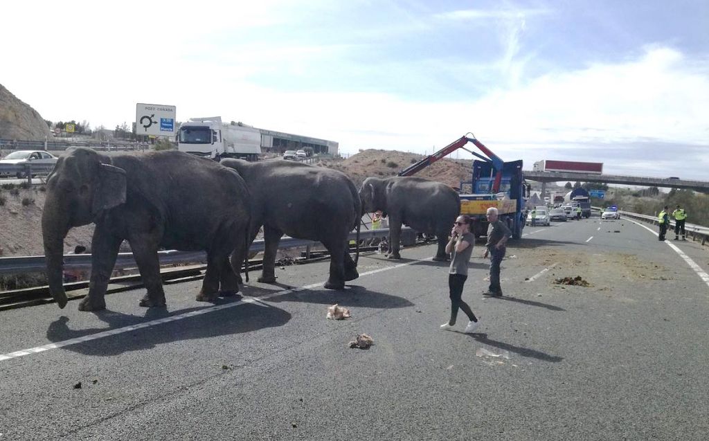 Mesa de redacción: Los animalistas denuncian el maltrato sufrido por los elefantes accidentados en la A30 Mesa de redacción: Los animalistas denuncian el maltrato sufrido por los elefantes accidentados en la A30