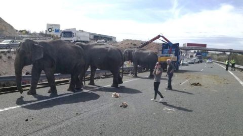 Los elefantes en mitad de la A-30 a su paso por Albacete