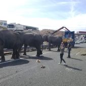 Los elefantes en mitad de la A-30 a su paso por Albacete