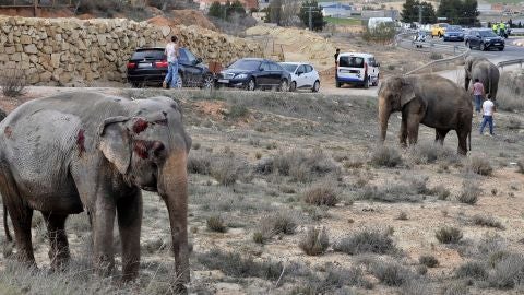 Uno de los elefantes que result&oacute; herido tras volcar el cami&oacute;n