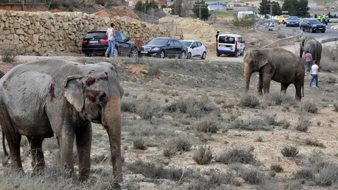 Uno de los elefantes que resultó herido tras volcar el camión Uno de los elefantes que resultó herido tras volcar el camión