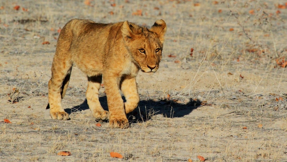 Selwo Costa del Sol apuesta por un verano de ocio y naturaleza en la provincia Selwo Costa del Sol apuesta por un verano de ocio y naturaleza en la provincia