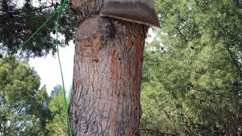 El Ayuntamiento controla la procesionaria del pino