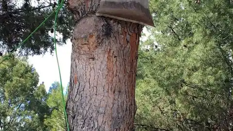 El Ayuntamiento controla la procesionaria del pino El Ayuntamiento controla la procesionaria del pino