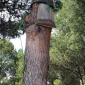 El Ayuntamiento controla la procesionaria del pino