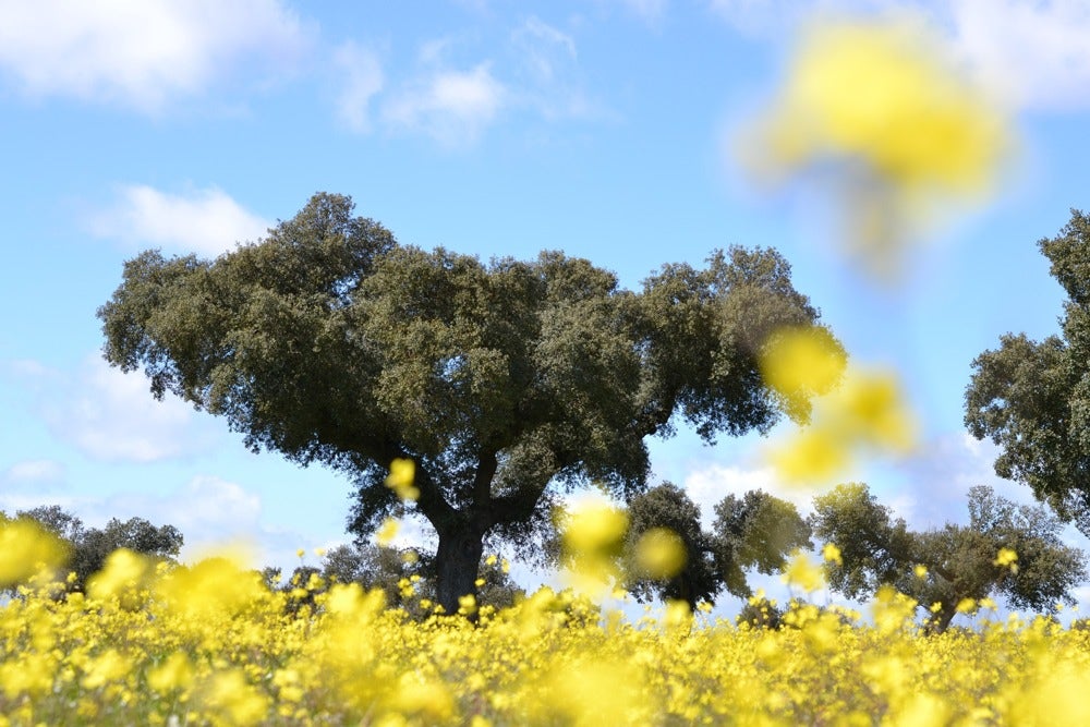 A las 10:01h de este jueves 20 de marzo dará inicio la primavera astronómica A las 10:01h de este jueves 20 de marzo dará inicio la primavera astronómica