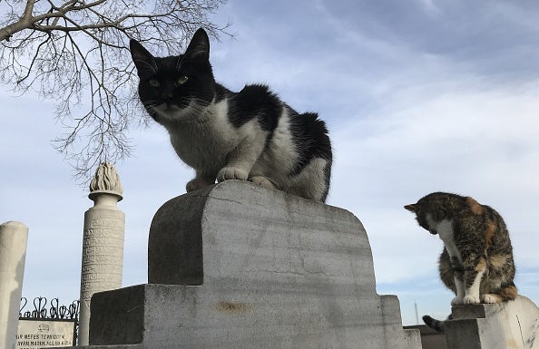 Más de veinte asociaciones piden que no quede impune la muerte "a tiros" de una colonia felina de Valverde de la Vera Más de veinte asociaciones piden que no quede impune la muerte "a tiros" de una colonia felina de Valverde de la Vera