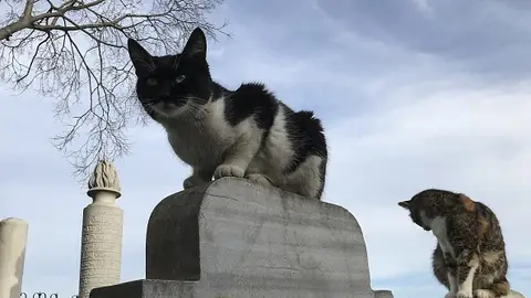 Dos gatos callejeros Dos gatos callejeros
