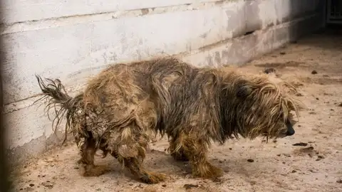 Animalistas denuncian un criadero de animales en Tres Cantos por maltrato Animalistas denuncian un criadero de animales en Tres Cantos por maltrato