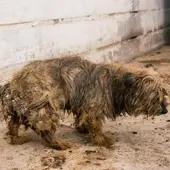 Animalistas denuncian un criadero de animales en Tres Cantos por maltrato Animalistas denuncian un criadero de animales en Tres Cantos por maltrato