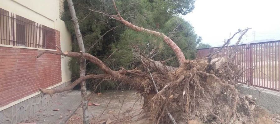 Árbole arrancado de cuajo por el viento en el colegio La Galia de Elche Árbole arrancado de cuajo por el viento en el colegio La Galia de Elche