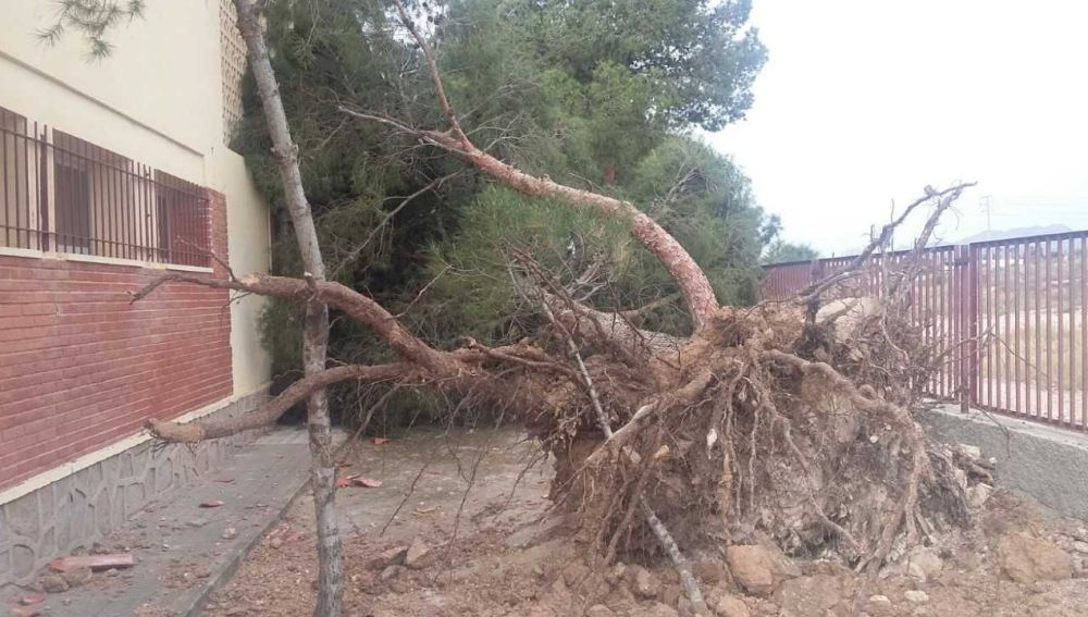 Árbole arrancado de cuajo por el viento en el colegio La Galia de Elche