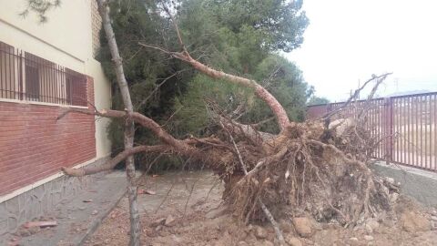 &Aacute;rbole arrancado de cuajo por el viento en el colegio La Galia de Elche