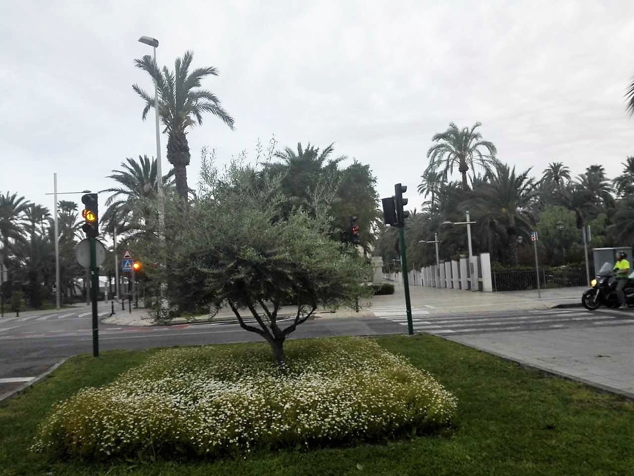 Elche, Crevillent y Santa Pola esperan apertura de claros en el cielo de cara a esta tarde Elche, Crevillent y Santa Pola esperan apertura de claros en el cielo de cara a esta tarde