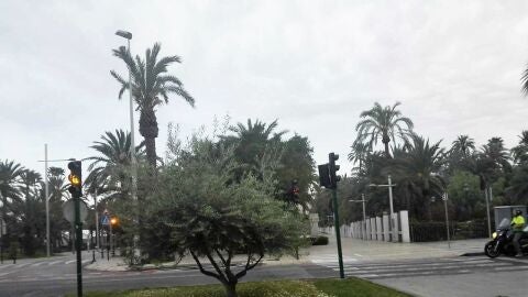 Elche