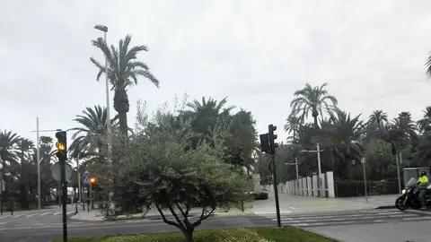 Elche Elche