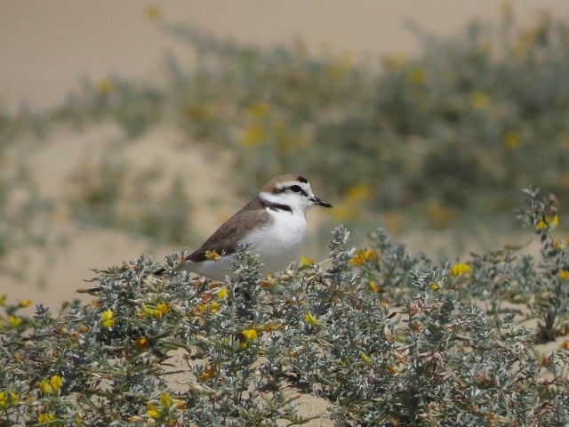 Amigos de los Humedales del Sur de Alicante pide medidas en las playas de Elche y Guardamar para proteger el chorlitejo patinegro Amigos de los Humedales del Sur de Alicante pide medidas en las playas de Elche y Guardamar para proteger el chorlitejo patinegro