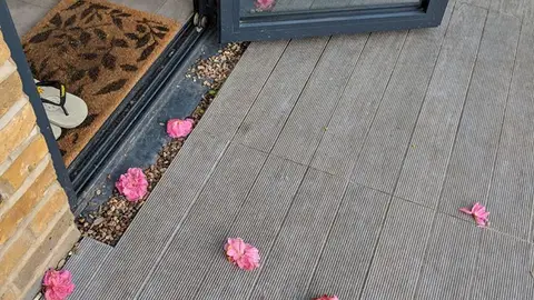 Pétalos de rosa Pétalos de rosa