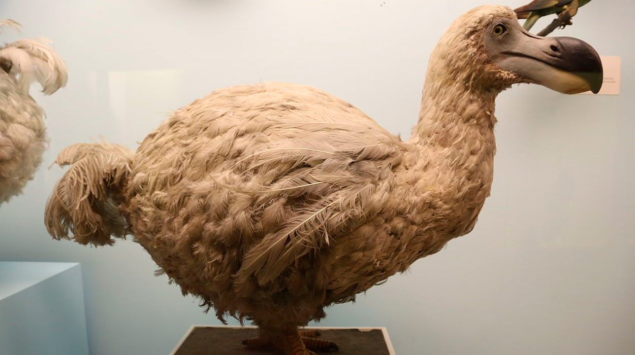 Hallan en Nueva Zelanda una nueva especie de paloma emparentada con el dodo Hallan en Nueva Zelanda una nueva especie de paloma emparentada con el dodo