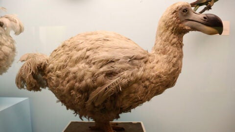 Dodo