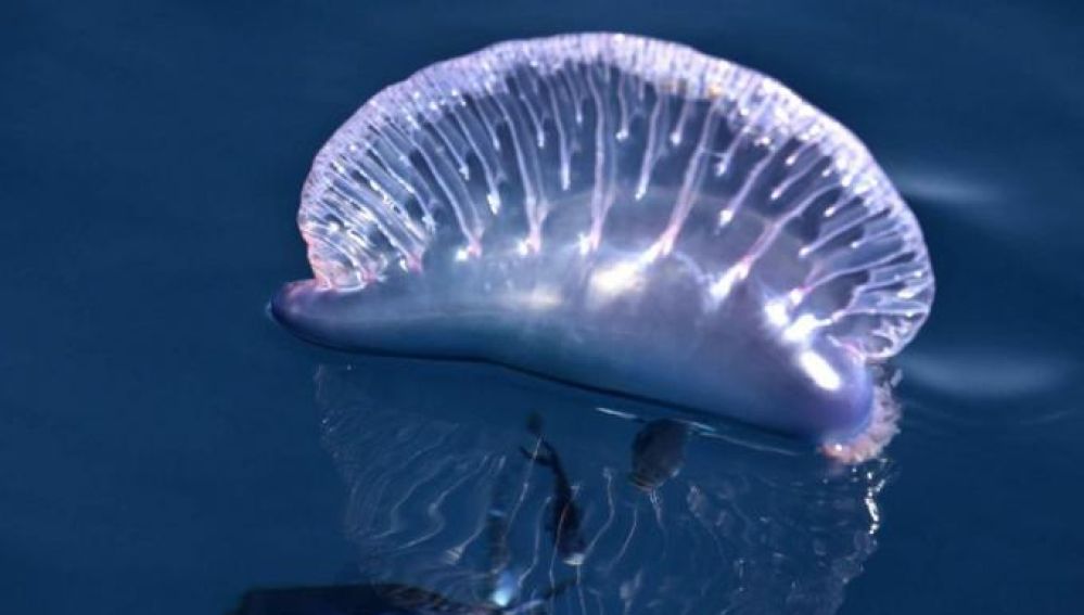 Cierran la Playa de San Juan por presencia de medusas