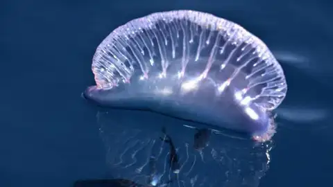 Cierran la Playa de San Juan por presencia de medusas Ejemplar de Carabela Portuguesa