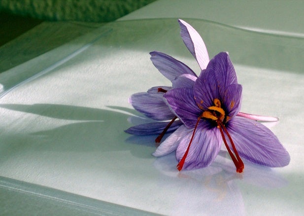 María José Bagur: "El azafrán es el nuevo antidepresivo" María José Bagur: "El azafrán es el nuevo antidepresivo"