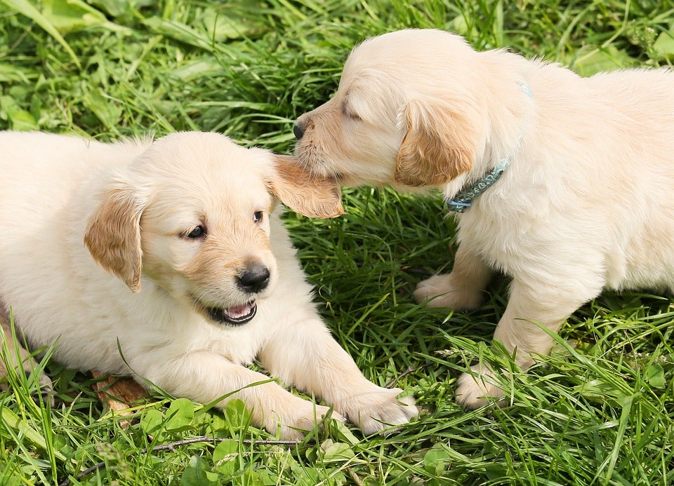Multan con 250.000 euros a Milanuncios por la venta ilegal de animales Multan con 250.000 euros a Milanuncios por la venta ilegal de animales