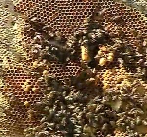 abejas abejas