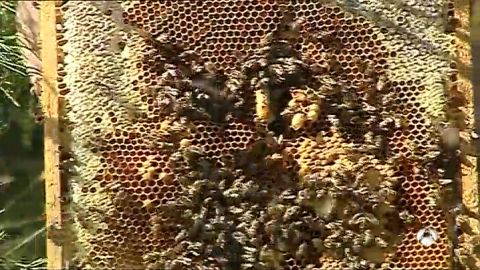abejas