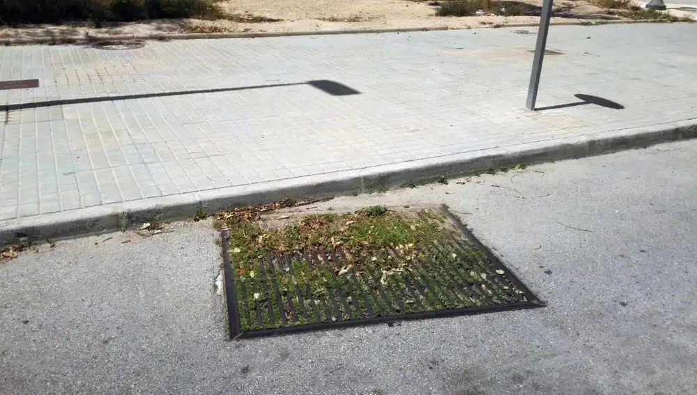 Hierba sin cortar en una rejilla en una calle de Elche Hierba sin cortar en una rejilla en una calle de Elche