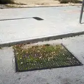 Hierba sin cortar en una rejilla en una calle de Elche Hierba sin cortar en una rejilla en una calle de Elche