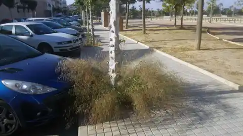 Maleza en un alcorque en el barrio Altabix/Universidad Maleza en un alcorque en el barrio Altabix/Universidad