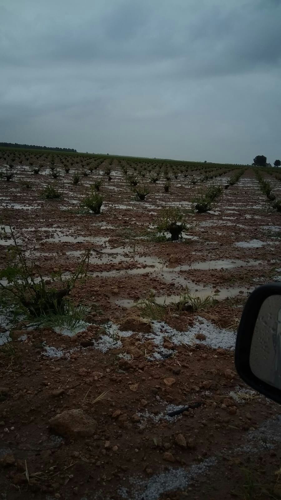 Una tormenta de granizo en Socuéllamos ocasiona daños en 1.500 hectáreas de viñedo Una tormenta de granizo en Socuéllamos ocasiona daños en 1.500 hectáreas de viñedo