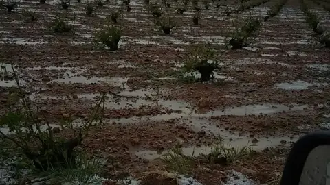El granizo ha provocado importantes daños en el viñedo de Socuéllamos El granizo ha provocado importantes daños en el viñedo de Socuéllamos
