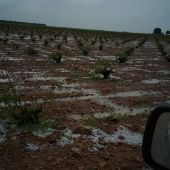 El granizo ha provocado importantes daños en el viñedo de Socuéllamos