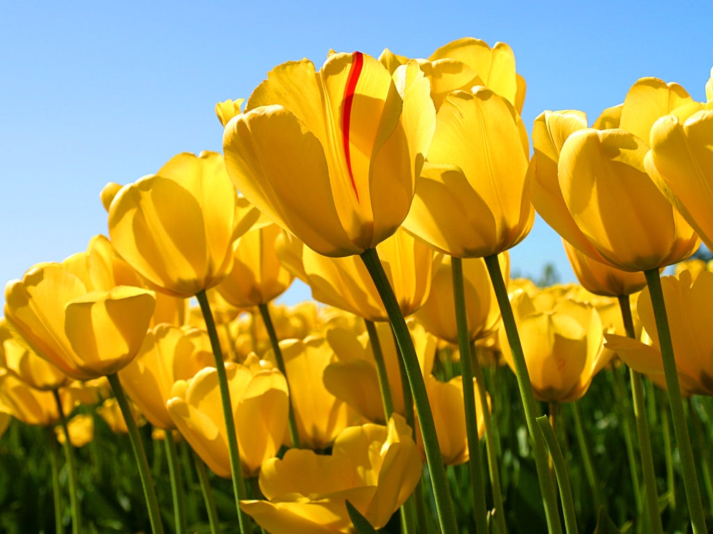 Ideas de flores y plantas para el Día de la Madre Ideas de flores y plantas para el Día de la Madre